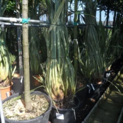 Nieuw Zeelands Vlas (Phormium Tenax 'Variegatum') 8 Nieuw Zeelands Vlas (Phormium Tenax 'Variegatum') -Aanbiedingen Bloem Land Winkel phormium tenax variegatum 125 150 175 c50 70