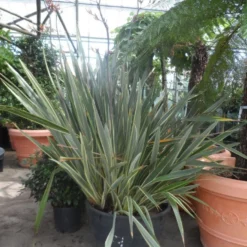 Nieuw Zeelands Vlas (Phormium Tenax 'Variegatum') 9 Nieuw Zeelands Vlas (Phormium Tenax 'Variegatum') -Aanbiedingen Bloem Land Winkel phormium tenax variegatum 150 200 c240
