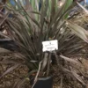 Nieuw Zeelands Vlas (Phormium Colensoi 'Platt's Black') -Aanbiedingen Bloem Land Winkel phorniumcolensoiplatt01