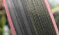 Nieuw Zeelands Vlas (Phormium Tenax 'Pink Stripe') -Aanbiedingen Bloem Land Winkel phorniumtenaxps01 2