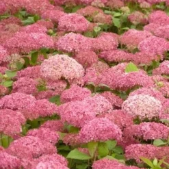 Hortensia (Hydrangea 'Pink Annabelle') -Aanbiedingen Bloem Land Winkel pink annabelle 2