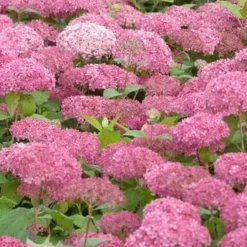 Hortensia (Hydrangea 'Pink Annabelle') -Aanbiedingen Bloem Land Winkel pink annabelle 3