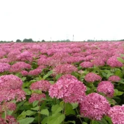 Hortensia (Hydrangea 'Pink Annabelle') -Aanbiedingen Bloem Land Winkel pink annabelle 4