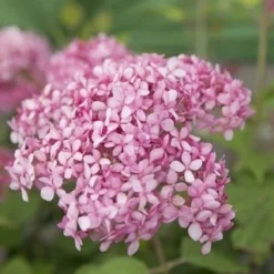 Hortensia (Hydrangea 'Pink Annabelle')