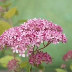 Hortensia (Hydrangea 'Pink Annabelle') -Aanbiedingen Bloem Land Winkel pink annabelle 8