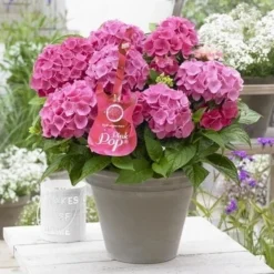 Hortensia Pink Pop (Hydrangea 'Music Collection')