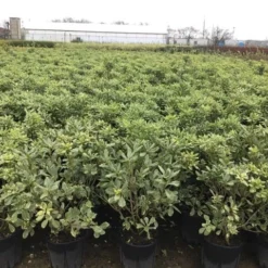 Australische Laurier (Pittosporum Tobira 'Variegatum') -Aanbiedingen Bloem Land Winkel pit
