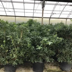 Australische Laurier (Pittosporum Tobira) -Aanbiedingen Bloem Land Winkel pittosporum