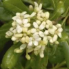 Australische Laurier (Pittosporum Tobira) -Aanbiedingen Bloem Land Winkel pittosporum tobira