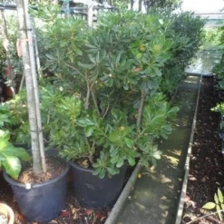 Australische Laurier (Pittosporum Tobira) -Aanbiedingen Bloem Land Winkel pittosporum tobira 100 125 c50