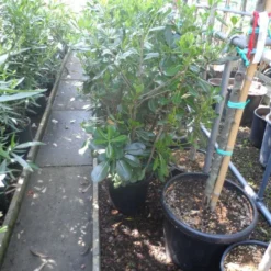 Australische Laurier (Pittosporum Tobira) -Aanbiedingen Bloem Land Winkel pittosporum tobira c10