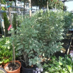 Australische Laurier (Pittosporum Tobira 'Variegatum') -Aanbiedingen Bloem Land Winkel pittosporum tobira variegatum 100 125 c35 50