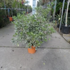 Australische Laurier (Pittosporum Tobira 'Variegatum') -Aanbiedingen Bloem Land Winkel pittosporum tobira variegatum c10