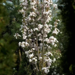 Japanse Sierkers Als Zuilboom (Prunus Serrulata 'Amanogawa') 9 Japanse Sierkers Als Zuilboom (Prunus Serrulata 'Amanogawa') -Aanbiedingen Bloem Land Winkel prunus amanogawav03
