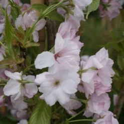 Japanse Sierkers Als Zuilboom (Prunus Serrulata 'Amanogawa') 13 Japanse Sierkers Als Zuilboom (Prunus Serrulata 'Amanogawa') -Aanbiedingen Bloem Land Winkel prunus amanogawa