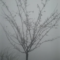 Japanse Sierkers (Prunus Subhirtella 'Autumnalis') -Aanbiedingen Bloem Land Winkel prunus autumnalis