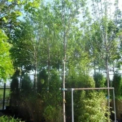 Amandelboom (Prunus Dulcis) 14 Amandelboom (Prunus Dulcis) -Aanbiedingen Bloem Land Winkel prunus dulcis 16 18ho cont