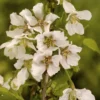 Sierkers (Prunus Incisa 'Kojou-no-mai') -Aanbiedingen Bloem Land Winkel prunus incisa kojou no mai 1