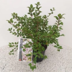 Aanbiedingen Bloem Land Winkel -Aanbiedingen Bloem Land Winkel prunus incisa kojou no mai