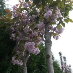 Japanse Sierkers (Prunus Serrulata 'Kanzan') 12 Japanse Sierkers (Prunus Serrulata 'Kanzan') -Aanbiedingen Bloem Land Winkel prunus kanzan 1