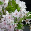 Japanse Sierkers (Prunus Nipponica 'Brillant') -Aanbiedingen Bloem Land Winkel prunus nipponica brillant 1