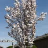 Japanse Sierkers Als Zuilboom (Prunus Serrulata 'Amanogawa') -Aanbiedingen Bloem Land Winkel prunus serrulata amanogawa