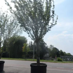 Japanse Sierkers (Prunus Serrulata 'Kanzan') 15 Japanse Sierkers (Prunus Serrulata 'Kanzan') -Aanbiedingen Bloem Land Winkel prunus serrulata kanzan 90 100ho c1500