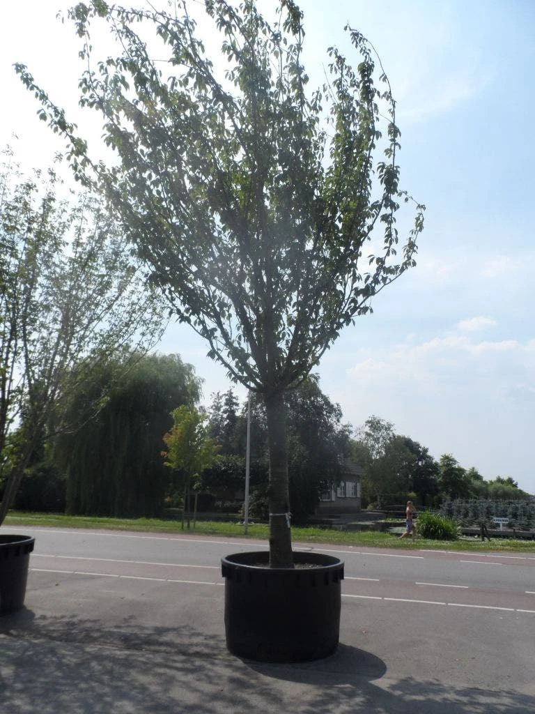 Japanse Sierkers (Prunus Serrulata 'Kanzan') 9 Japanse Sierkers (Prunus Serrulata 'Kanzan') - Afbeelding 7