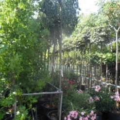 Japanse Treursierkers (Prunus 'Snow Fountain') -Aanbiedingen Bloem Land Winkel prunus snow fountains 10 12 14ho cont