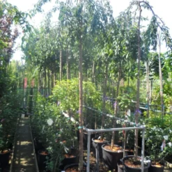 Japanse Treursierkers (Prunus 'Snow Fountain') -Aanbiedingen Bloem Land Winkel prunus snow fountains 12 14 ho cont