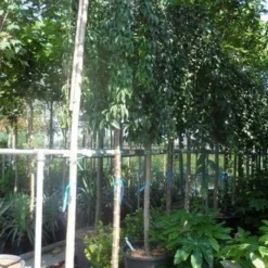 Japanse Treursierkers (Prunus 'Snow Fountain') -Aanbiedingen Bloem Land Winkel prunus snow fountains 14 16 18ho cont. 250stam