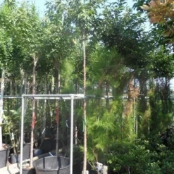 Japanse Sierkers (Prunus Subhirtella 'Autumnalis') -Aanbiedingen Bloem Land Winkel prunus subhirtella autumnalis 10 12ho cont