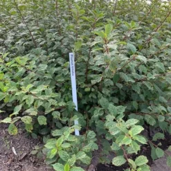 Amandelboompje Als Struik (Prunus Triloba) -Aanbiedingen Bloem Land Winkel prunus triloba 1
