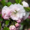Amandelboompje Als Struik (Prunus Triloba) -Aanbiedingen Bloem Land Winkel prunus triloba bloem