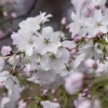 Japanse Sierkers Als Struik (Prunus Yedoensis) -Aanbiedingen Bloem Land Winkel prunus yedoensis 1
