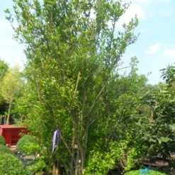 Granaatappel Als Struik (Punica Granatum) -Aanbiedingen Bloem Land Winkel punica granatum 250 300 c285 meerstammig