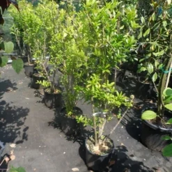 Granaatappel Als Struik (Punica Granatum) -Aanbiedingen Bloem Land Winkel punica granatum 80 100 125 c12