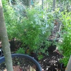 Granaatappel Als Struik (Punica Granatum) -Aanbiedingen Bloem Land Winkel punica granatum c10