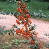 Vuurdoorn (Pyracantha 'Orange Glow') -Aanbiedingen Bloem Land Winkel pyocharm 3
