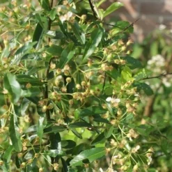 Vuurdoorn (Pyracantha 'Orange Glow') -Aanbiedingen Bloem Land Winkel pyracantha orange glow 1