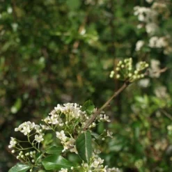 Vuurdoorn (Pyracantha 'Orange Glow') -Aanbiedingen Bloem Land Winkel pyracantha orange glow 2