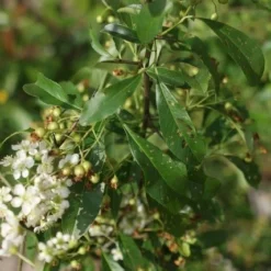Vuurdoorn (Pyracantha 'Orange Glow') -Aanbiedingen Bloem Land Winkel pyracantha orange glow 3