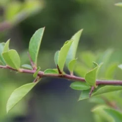 Vuurdoorn (Pyracantha 'Orange Glow') -Aanbiedingen Bloem Land Winkel pyracantha orange glow 4