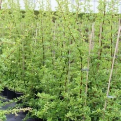 Vuurdoorn (Pyracantha 'Orange Glow') -Aanbiedingen Bloem Land Winkel pyracantha orange glow 6