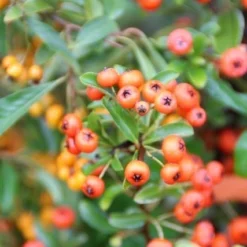 Vuurdoorn (Pyracantha 'Orange Glow') -Aanbiedingen Bloem Land Winkel pyracantha orange glow 7