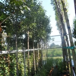 Chinese Sierpeer (Pyrus Calleryana 'Chanticleer') -Aanbiedingen Bloem Land Winkel pyrus calleryana chanticleer 12 14ho cont