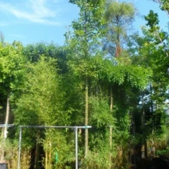 Chinese Sierpeer (Pyrus Calleryana 'Chanticleer') -Aanbiedingen Bloem Land Winkel pyrus calleryana chanticleer 16 18ho cont