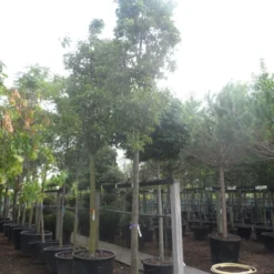 Chinese Sierpeer (Pyrus Calleryana 'Chanticleer') -Aanbiedingen Bloem Land Winkel pyrus calleryana chanticleer 25 30ho c285