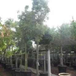 Chinese Sierpeer (Pyrus Calleryana 'Chanticleer') -Aanbiedingen Bloem Land Winkel pyrus calleryana chanticleer 25 30ho c285 1