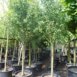 Wilde Perenboom (Pyrus Communis) 31 Wilde Perenboom (Pyrus Communis) -Aanbiedingen Bloem Land Winkel pyrus communis eetpeer halfstam 18 20